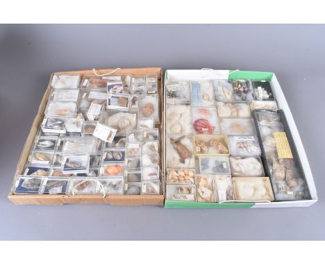 A wide-ranging collection of nautical shells, various species and sizes, all collected from various parts of the globe (00s)