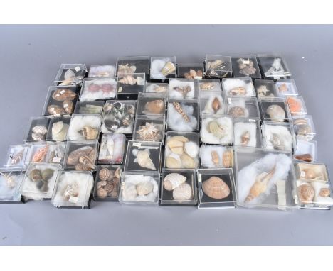 A large assortment of various species of shell, including Elephant Tusks/ Tooth Shells, Turbo Militaris (military turban), Pe