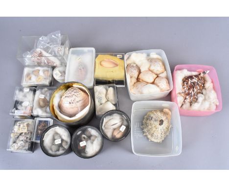 An extensive array of  sea shells, including numerous genus and species, collected from various parts of the globe (00s)