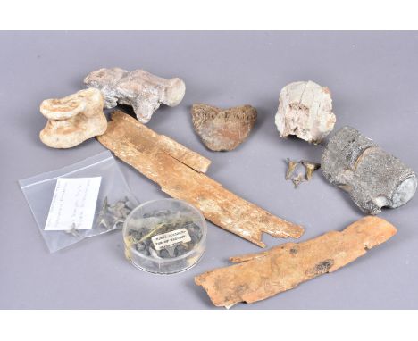 An assortment of fossilised animal bones and teeth, comprising Steppe Bison Ankle bone, Mosasaurus Anceps vertebrae (extinct 