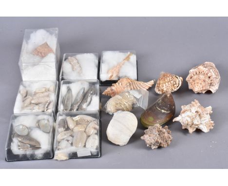 A large collection of assorted species of shells, including Voluta Ebraea (Hebrew Volute), Chicoreus Ramosus (Branched Murex)