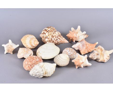 An assortment of various Sea mollusc shells, comprising Livonia Roadnightae, Dosinia Ponderosa, Charonia Variegata, Olivia Si