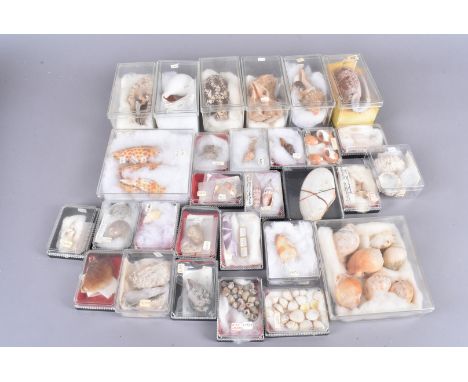 A large collection of shells, comprising Mitre Episcopalis, Rapana Bulbosa, Arcopagia Crassa, Oliva Porphyria, Cancellaria Ca