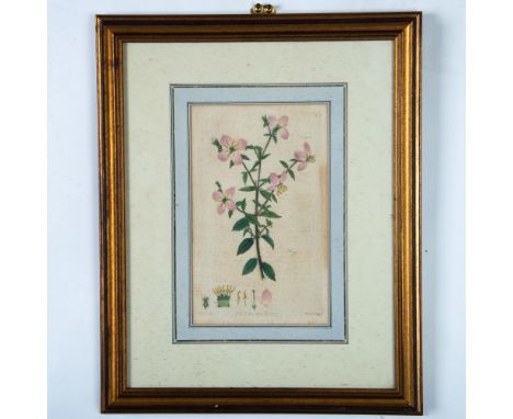 Beautiful antique original hand-colored engraving on beige paper of a Rhexia Mariana flower plant. Inscribed on lower part of