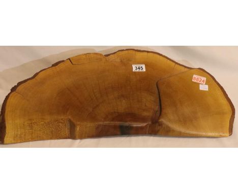 Large polished yew segment, L: 66 cm. P&amp;P Group 3 (£25+VAT for the first lot and £5+VAT for subsequent lots) 