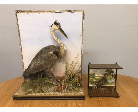 Taxidermy interest, Antique specimen of a Heron along with a Curlew 