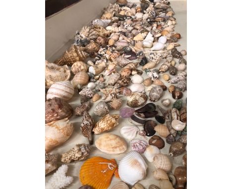 Seashells, quantity of collectors shells from around the world, to include Conch, Cowrie, Oyster, Miter, Sundial, Olive, Scal