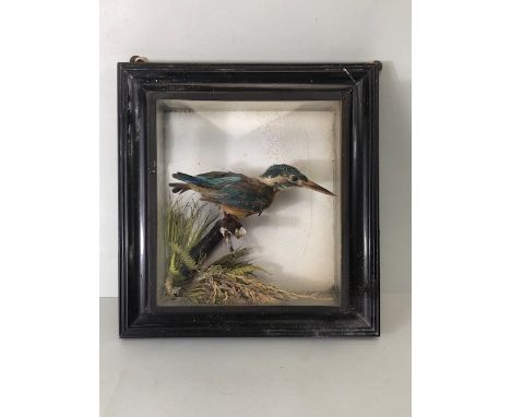 Taxidermy interest, 19th century specimen of a Kingfisher in a glass frame mounted display approximately 30 x 32cm