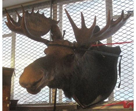 LARGE MOUNTED MOOSE HEAD on oak shield shaped panel.(B.P. 24% incl. VAT)   CONDITION REPORT:  Antlers appear undamaged.  Some