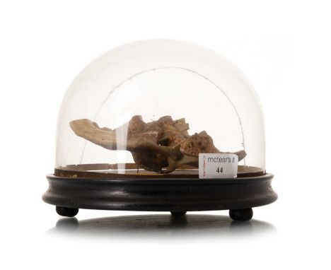 WAX ANATOMICAL STUDY OF A CUT AWAY HEAD, LATE 19TH / EARLY 20TH CENTURY mounted on hardwood base, under a glass dome18cm high