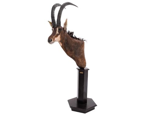 Taxidermy: Southern Sable Antelope Pedestal Mount (Hippotragus niger niger), dated 22/09/2004, Zimbabwe, South Africa, Gold M