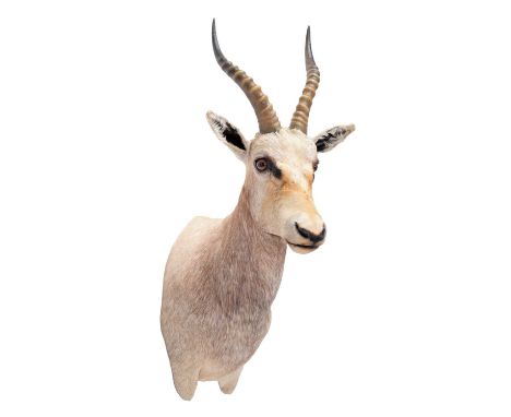 Taxidermy: White Blesbok (Damaliscus pygargus phillipsi), circa 1998, South Africa, a high quality unusual light coloured sho