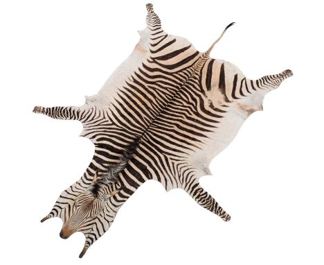 Skins/Hides: Hartmann's Mountain Zebra Skin (Equus zebra hartmannae), circa 1960-1970, large adult flat skin rug, with limbs 
