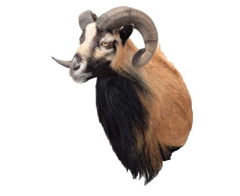 Taxidermy: Corsican Sheep (Ovis aries), circa late 20th-early 21st century, a high quality adult male shoulder mount looking 