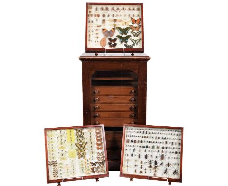 Entomology: A Collection of World, European &amp; British Butterflies, Carabids, Insects &amp; Moths, circa Late Victorian-Mi