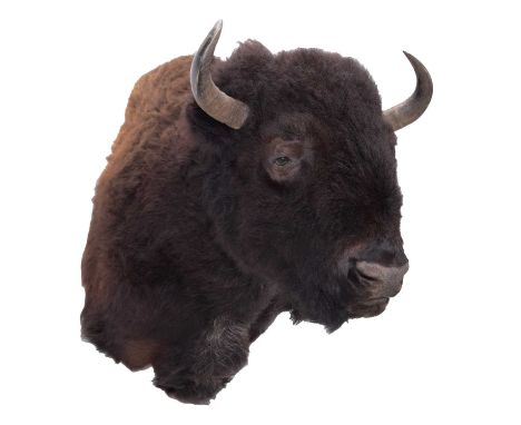 Taxidermy: North American Buffalo (Bison bison), circa late 20th-early 21st century, a high quality adult bull shoulder mount