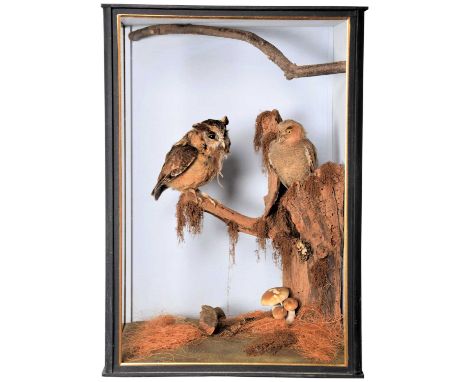 Taxidermy: A Cased Pair of Indian Scops Owls (Otus bakkamoena), circa late 20th century, a high quality full mount adult Scop