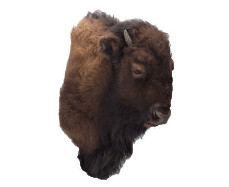 Taxidermy: North American Buffalo (Bison bison), circa late 20th-early 21st century, a high quality young adult bull shoulder