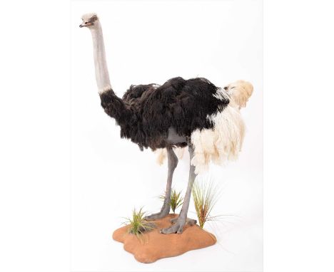 Taxidermy: A Common Ostrich (Struthio camelus), circa late 20th century, a large full mount adult with wings slightly open, s