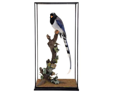 Taxidermy: A Table Cased Red-Billed Blue Magpie (Urocissa erythroryncha), modern, by A.J. Armitstead, Taxidermist &amp; Natur