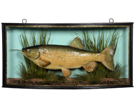 Taxidermy: A Cased Chub (Squalius cephalus), by John Cooper &amp; Sons, 28 Radnor Street, St Luke's, London, EC, preserved an