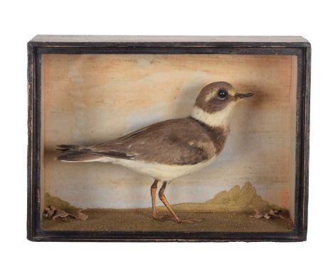 Taxidermy: A Victorian Cased Kentish Plover (Charadrius alexandrinus), dated 05th September, 1859, a full mount adult stood u