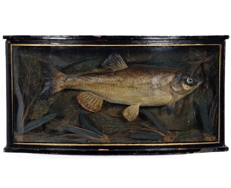 Taxidermy: A Cased Chub (Squalius cephalus), dated July 27th 1907, skin mount preserved and mounted in a naturalistic setting