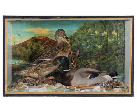 Taxidermy: A Cased Pair of Mallard Ducks (Anas platyrhynchos), circa mid 20th century, attributed to Bill Cox, Liverpool, a p