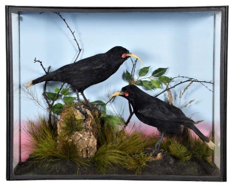 Taxidermy: A Cased Reproduction Pair of Extinct New Zealand Huia Birds (†Heteralocha acutirostris), modern, a pair of compose