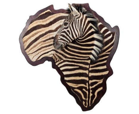 Taxidermy: A Burchell's Zebra Shoulder Mount Wall Display (Equus quagga), circa early 21st century, a high quality Burchell's