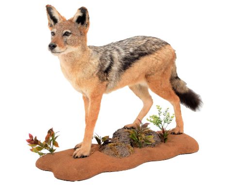 Taxidermy: Black-Backed Jackal (Canis mesomelas), circa 1998, South Africa, a high quality full mount adult in walking pose, 