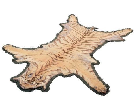 Taxidermy: Bengal Tiger Skin (Panthera tigris tigris), circa 1920-1930, attributed to Van Ingen &amp; Van Ingen, Mysore, Indi