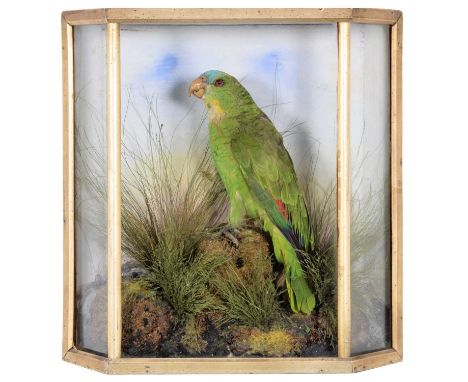 Taxidermy: A Late Victorian Cased Turquoise-Fronted Amazon Parrot (Amazona aestiva), circa 1880-1900, a full mount adult perc