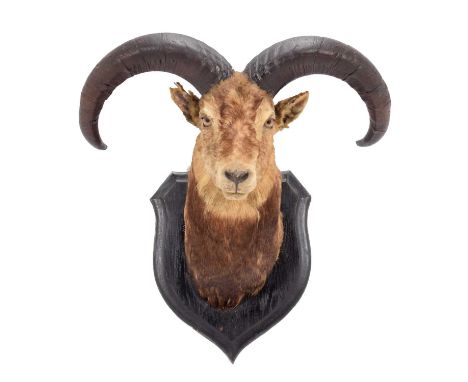 Taxidermy: Blue Sheep or Bharal (Pseudois nayaur), circa 1920, by Rowland Ward, "The Jungle", 167 Piccadilly, London, numbere