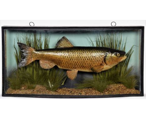 Taxidermy: A Cased Chub (Squalius cephalus), circa 1936-1938, by John Cooper &amp; Sons, 28 Radnor Street, St Luke's, London,