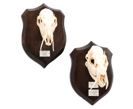 Skulls/Anatomy: Chinese Water Deer &amp; Chinese Forest Musk Deer (Hydropotes inermis inermis / Moshus bezezovskii yanguiensi