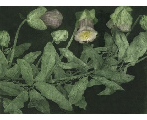 20th Century British School/Climbing Antirrhinum/signed indistinctly and dated 75, limited edition 5/15/etching and aquatint,