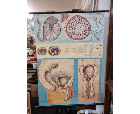 A 1970s German sex education poster,&nbsp;approx 112 x 83cm, on roller.  