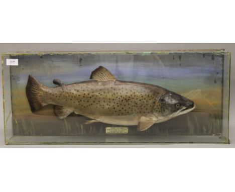 A taxidermy specimen of a Brown trout Salmo trutta by Rowland Ward in a glazed case with painted back board the interior bear