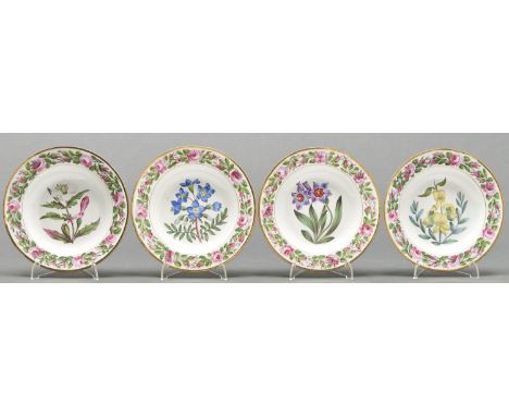 A set of four Coalport botanical plates, outside decorated, c1820, painted with single specimens bordered by full blown cabba