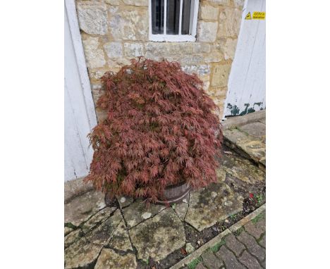 A Pair Of Wooden Planter Half Whiskey Barrel Authentic Half A Scottish Barrel - Approx. 80 Litres - Untreated Wood 65-68 Cm D