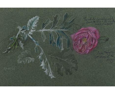 δ Armfield (Maxwell Ashby) Flower study - Jules Margottin; Flower study, two works, coloured chalks on gree-coloured paper, t