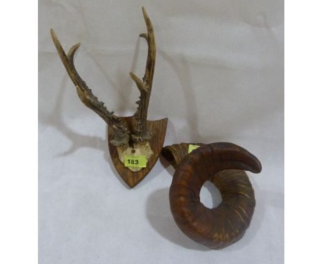 A ram's horn and a mounted deer skull