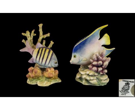Royal Worcester Superb Pair of Hand Painted Porcelain Tropical Fish Figures, Signed by R. Van Ruyckevelt. Comprises 1/ ' Blue