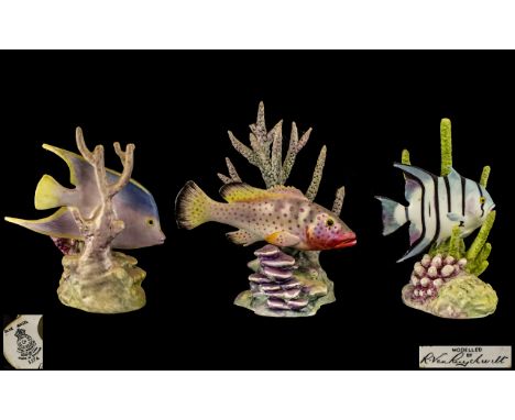 Royal Worcester Superb Hand Painted Porcelain Trio of Topical Fish - Signed R. Van Ruyckevelt Figures. Comprises 1/ 'Red Hind