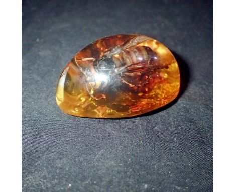 Large Hornet preserved in amber tree resin. UK P&amp;P Group 1 (£16+VAT for the first lot and £2+VAT for subsequent lots)&nbs