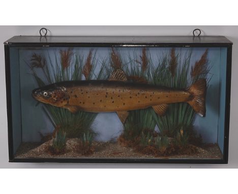 A taxidermy Brown trout (Salmo trutta), mounted in a naturalistic setting within a glazed display case, bearing a label top l
