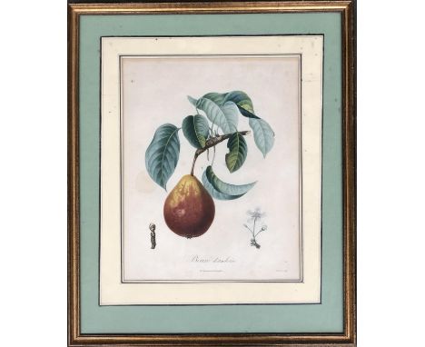 A botanical print after Giraud, 'Beur'e d'Amboise', 32x25cm 