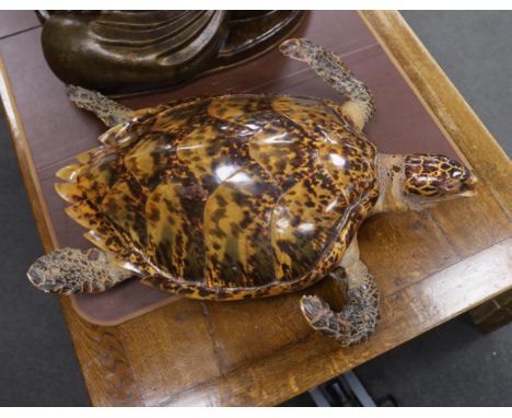 Taxidermy: Hawksbill Sea Turtle (Eretmochelys imbricata), caught in Bermuda circa 1932, full mount sea turtle in swimming mot