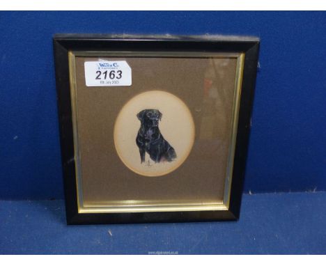 A small framed and circular mounted watercolour of a portrait of a black Labrador, initialled R.A.U (R. Anne Upton), 6 1/2'' 